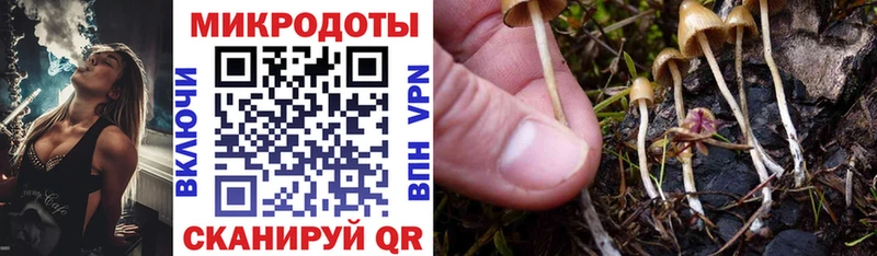 Купить где  Курган  Галлюциногенные грибы Psilocybe 